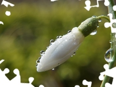 White, Snowdrop, drops, bud