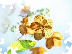 Colourfull Flowers, hydrangea, dry