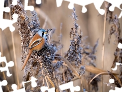 Bird, dry, grass, Bearded Tit