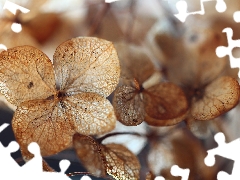 hydrangea, dry