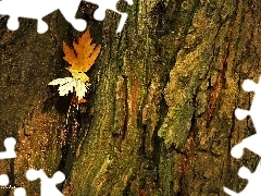 dry, Leaf, trees, viewes, cork