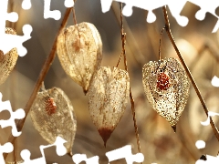 Plants, physalis bloated, dry