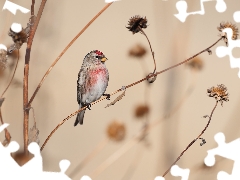 Bird, dry, Plants, Common Redpoll