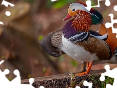 ducks, mandarin