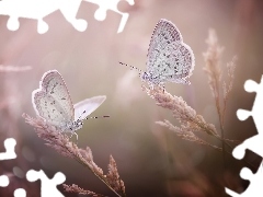 blades, butterflies, Dusky, grass