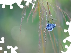 blades, grass, butterfly, Dusky Icarus, blue