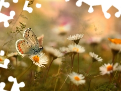 butterfly, daisies, Flowers, Dusky