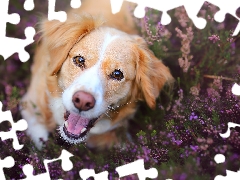 muzzle, heathers, Alpine Dutch, Kooikerhondje, dog