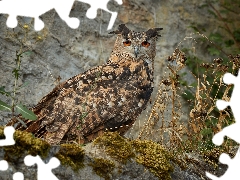 Moss, Plants, Eurasian Eagle-Owl, Rocks, owl