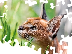 Caracal, Eyes, ears, grass