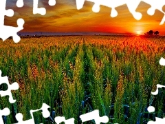 Ears, cereals, sun, farm, west