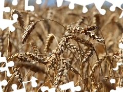 corn, Ears