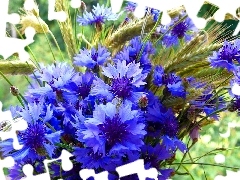 Ears, bouquet, cornflowers