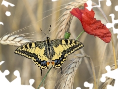 butterfly, Oct Queen, Ears, red weed, corn