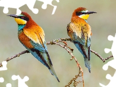 Two cars, Bee-eaters, Twigs, birds
