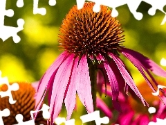 echinacea