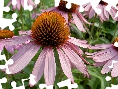 echinacea