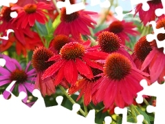 echinacea