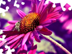 Pink, echinacea, bee, Colourfull Flowers