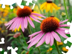 echinacea, Flowers, flourishing