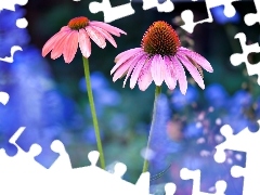 Flowers, echinacea