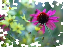 Colourfull Flowers, Pink, echinacea