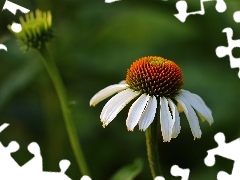 Colourfull Flowers, White, echinacea