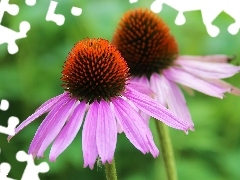 Flowers, echinacea