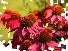 Pink, echinacea