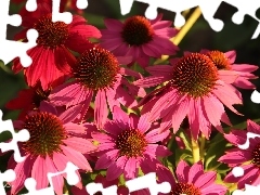 Pink, echinacea