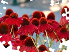 Red, echinacea