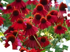 Red, echinacea