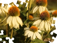 White, echinacea