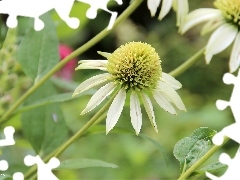 White, echinacea