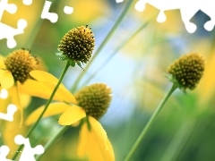 Flowers, Yellow Honda, echinacea