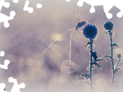 Plants, Insect, grasshopper, Echinops