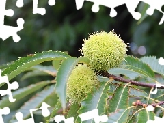 chestnuts, edible