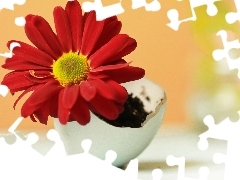 eggs, Gerbera, shell