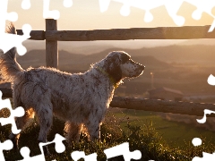 English Setter, fence