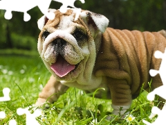 grass, dog, English Bulldog