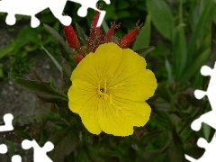 Buds, Colourfull Flowers, Evening Primrose