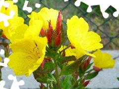 beautiful, Evening primrose decorative