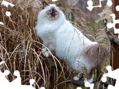 dry, grass, Blue Eyed, trees, Burmese Cat