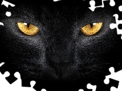 Black, Golden, Eyes, cat
