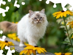 Eyes, Ragdoll Cat, Yellow Flowers, Blue, fluffy, Bench, blur