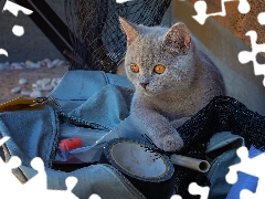 British Shorthair Cat, Eyes, bag, honey