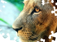 Lion, Eyes