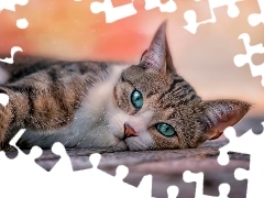 lying, turquoise, Eyes, cat