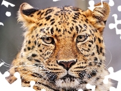 Eyes, leopard, moustache