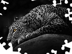 Eyes, Leopards, Yellow